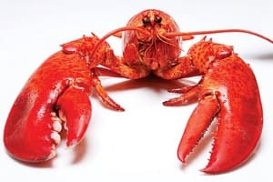 lobster_560x375-300x200-1