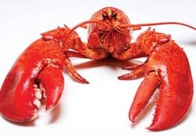 lobster_560x375-300x200-1